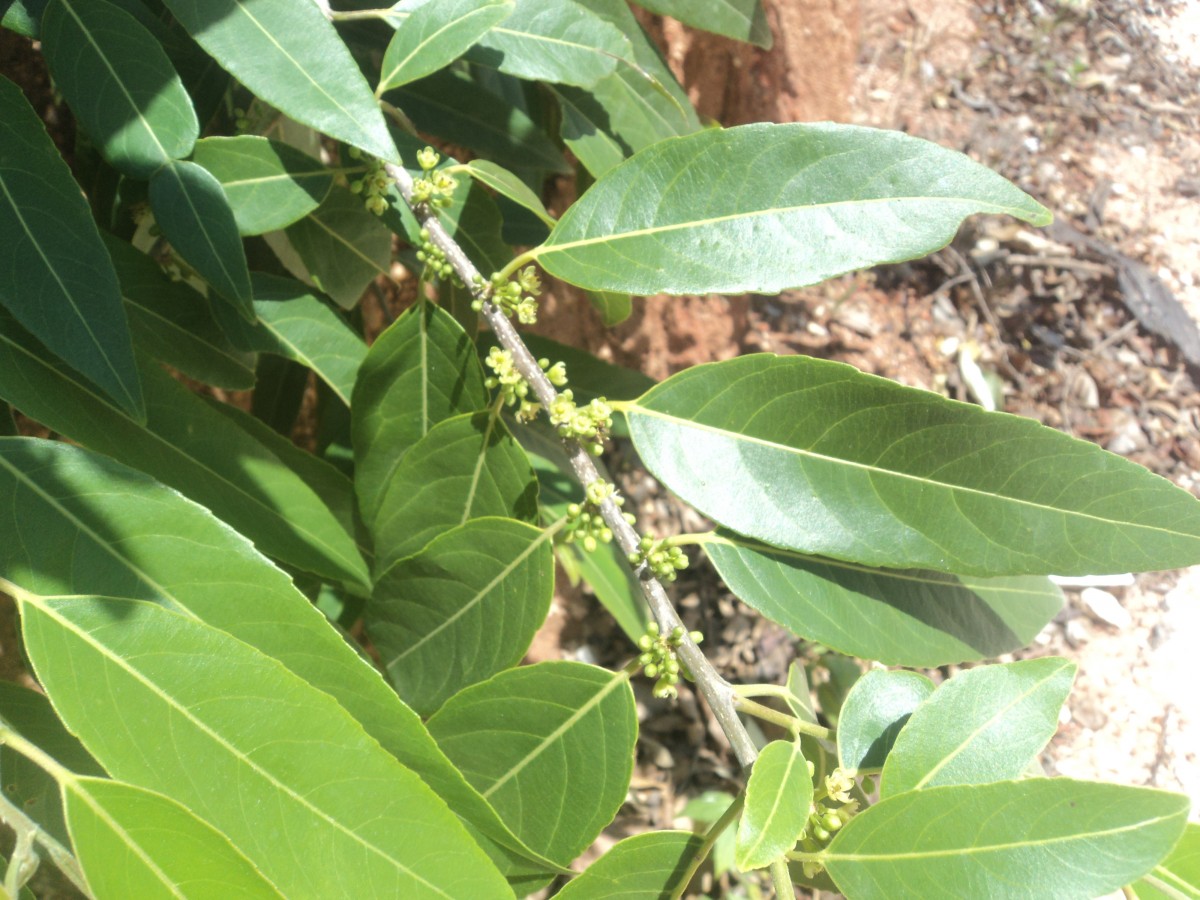 Casearia tomentosa subsp. reducta Verdc.